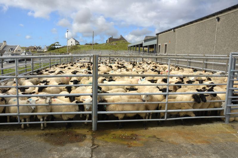 Sheep Fence Installation